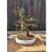 Chinese Elm Number 29